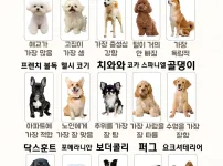 강아지 견종별 1위 모음