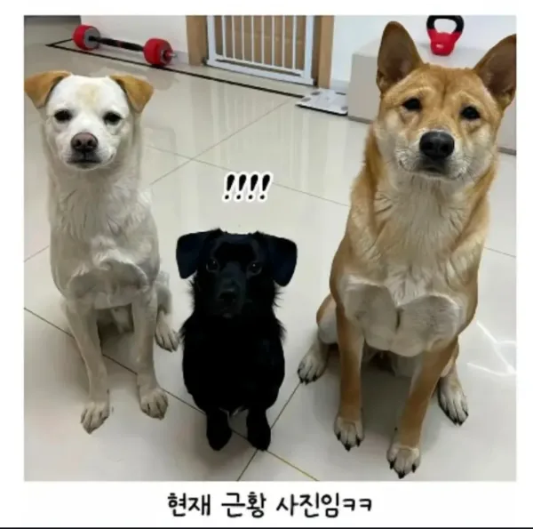 시고르자브종 3마리의 엇갈린 운명