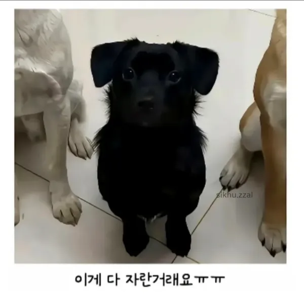 시고르자브종 3마리의 엇갈린 운명