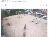 대전도심서 닷새째 멧돼지 출몰 신고