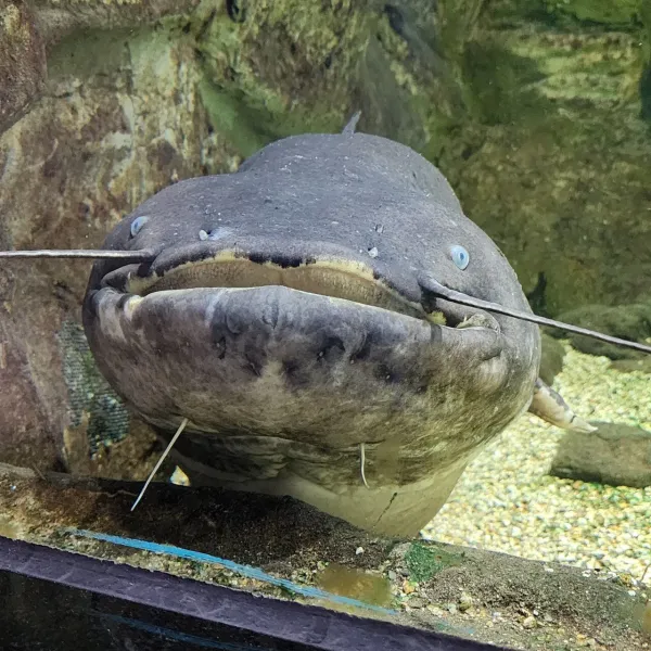 민물고기 사진 찍어왔다