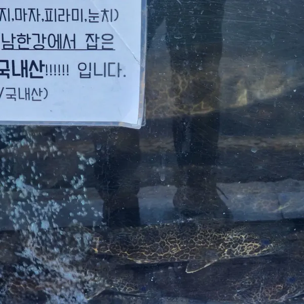 민물고기 사진 찍어왔다