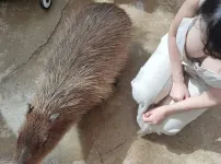 카피바라 크기 체감 ㄷㄷㄷ
