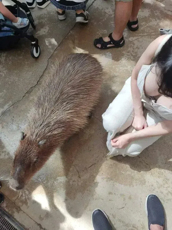 카피바라 크기 체감 ㄷㄷㄷ