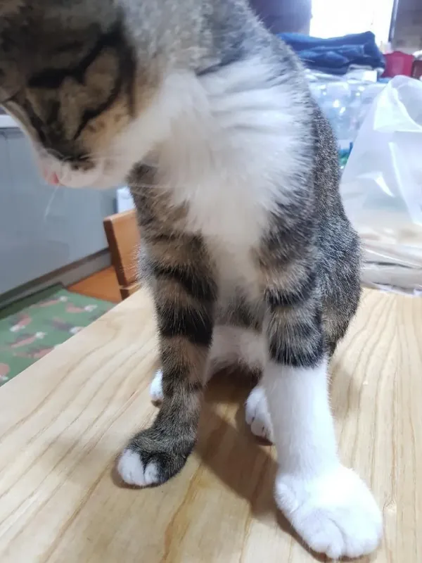벌잡으려다 쏘인 냥이