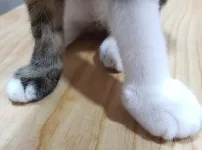 벌잡으려다 쏘인 냥이