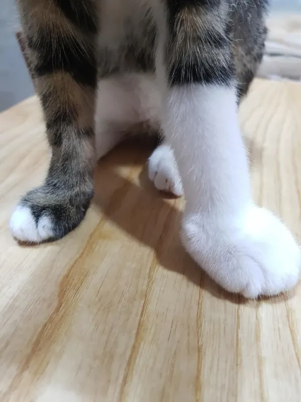 벌잡으려다 쏘인 냥이