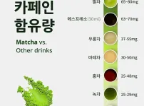 말차 vs 녹차 차이점