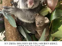 너무너무 귀여운 아기 코알라 몸무게 재는 모습