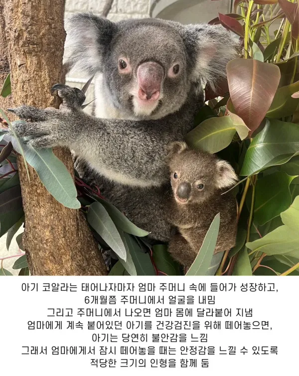 너무너무 귀여운 아기 코알라 몸무게 재는 모습