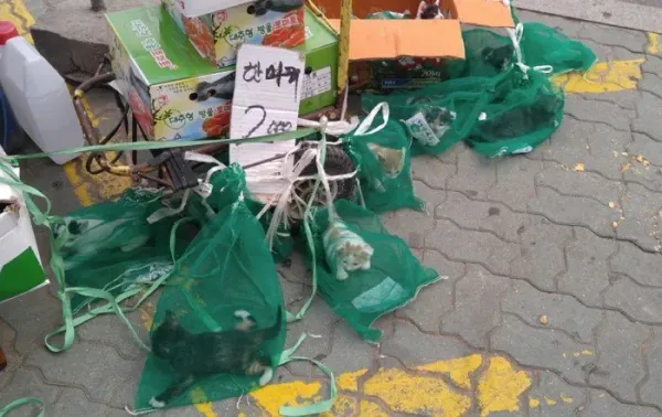 캣맘들 기겁하는 짤