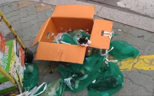 캣맘들 기겁하는 짤
