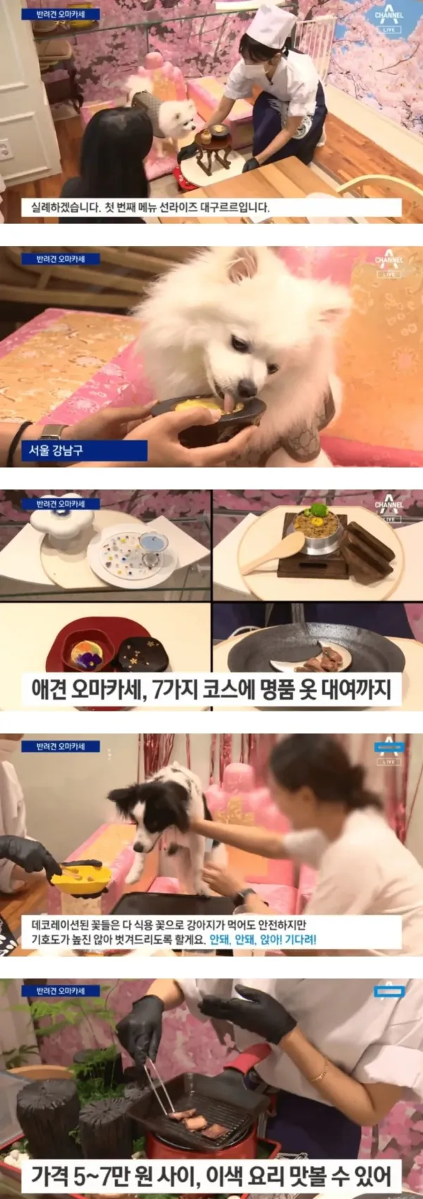 요즘 오마카세 근황