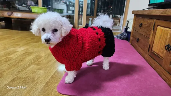 내친구 복돌이 처음 올립니다