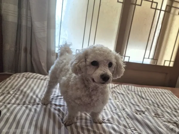 내친구 복돌이 처음 올립니다