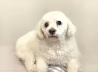 내친구 복돌이 처음 올립니다