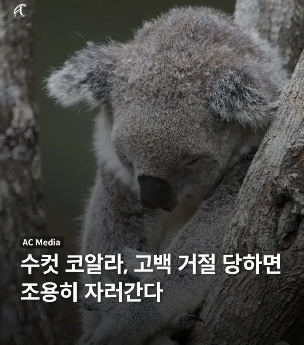 수컷 코알라가 고백 거절당하면 하는 행동