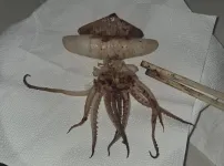 엄청 작내
