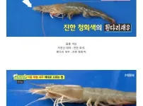 자연산 대하와 흰다리새우 구별법