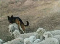양보단 질