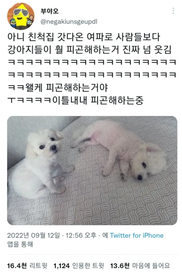 명절 증후군 걸린 강아지들 모음