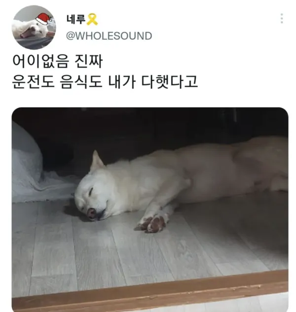명절 증후군 걸린 강아지들 모음