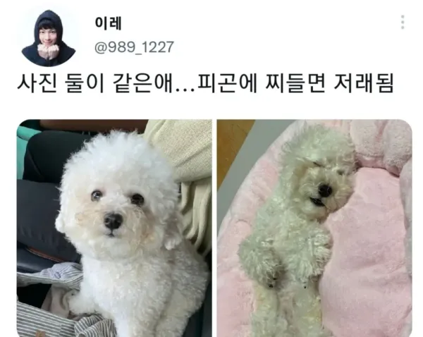 명절 증후군 걸린 강아지들 모음