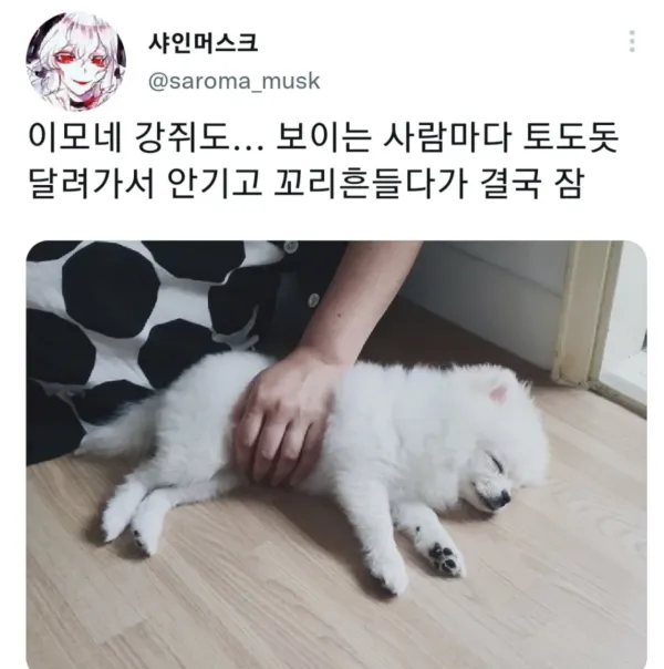 명절 증후군 걸린 강아지들 모음