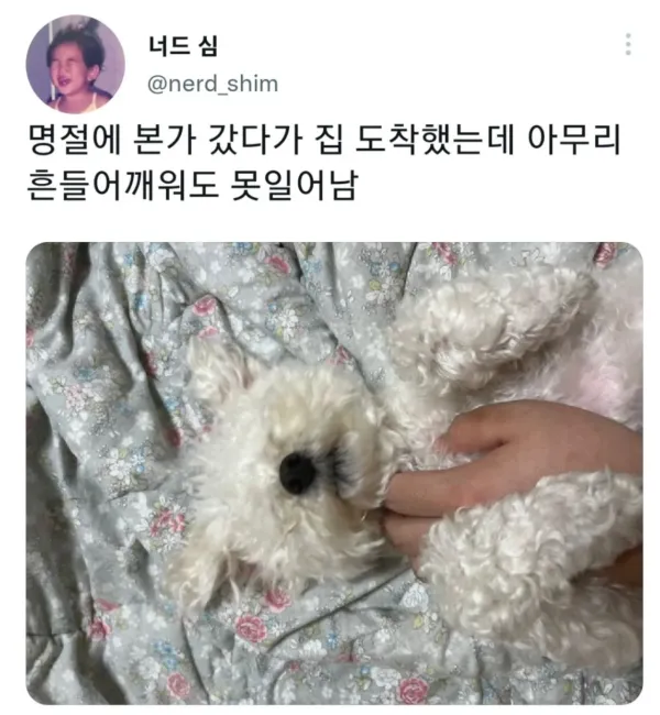 명절 증후군 걸린 강아지들 모음