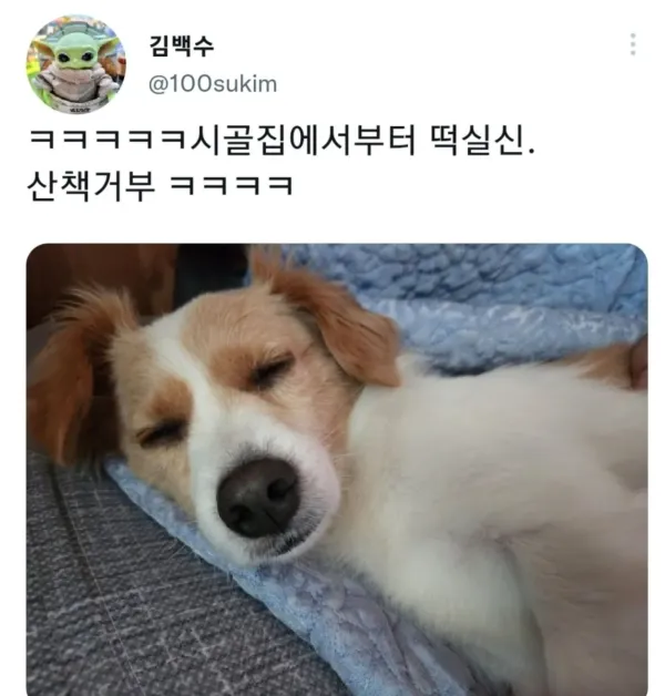 명절 증후군 걸린 강아지들 모음