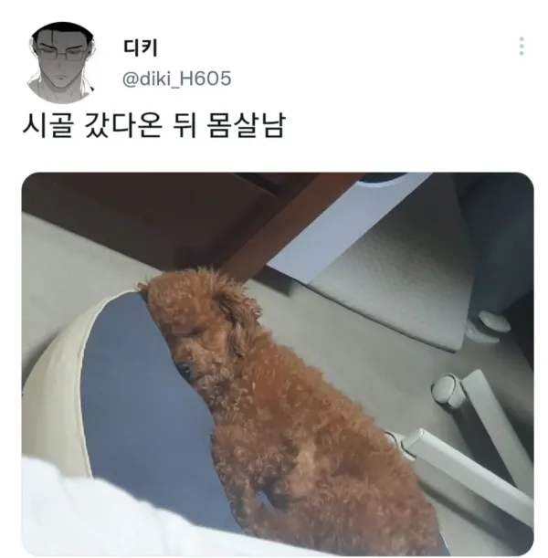 명절 증후군 걸린 강아지들 모음