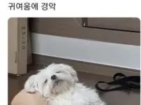 명절 증후군 걸린 강아지들 모음