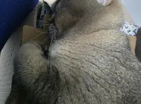 박스고양이