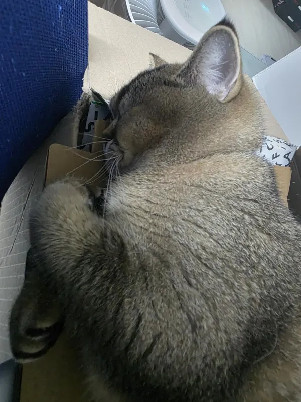박스고양이