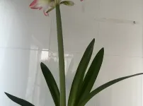 내꽃