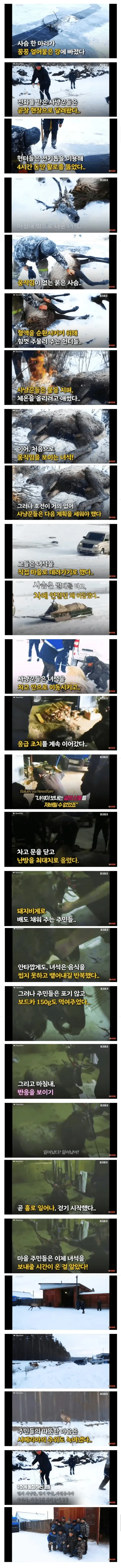 싱글벙글 죽어가는 사슴 살리기