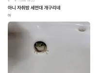 자취방 세면대 개구리네 진짜