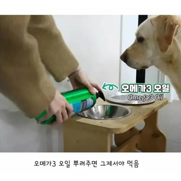깔끔한 걸 좋아하는 리트리버
