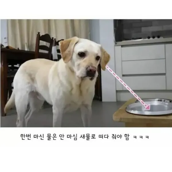 깔끔한 걸 좋아하는 리트리버