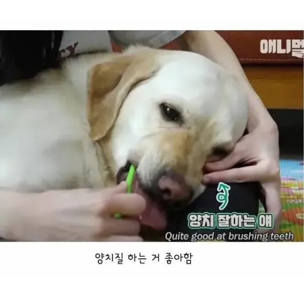 깔끔한 걸 좋아하는 리트리버