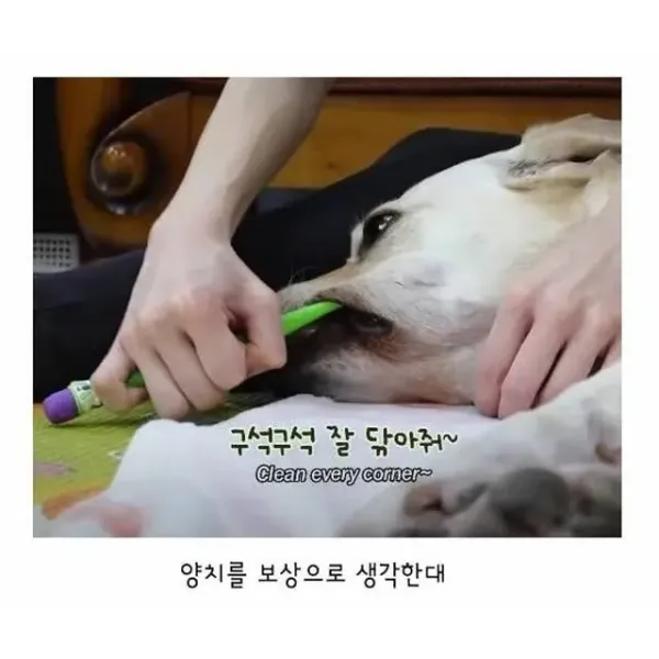 깔끔한 걸 좋아하는 리트리버