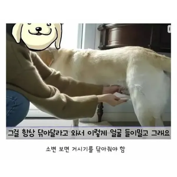 깔끔한 걸 좋아하는 리트리버