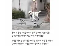 깔끔한 걸 좋아하는 리트리버
