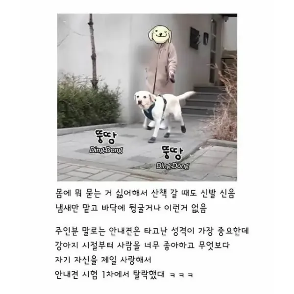깔끔한 걸 좋아하는 리트리버