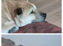 친구가 우리 집 강아지 닮았다고 보내 줬어