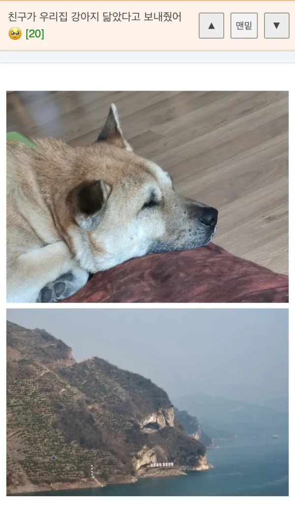 친구가 우리 집 강아지 닮았다고 보내 줬어