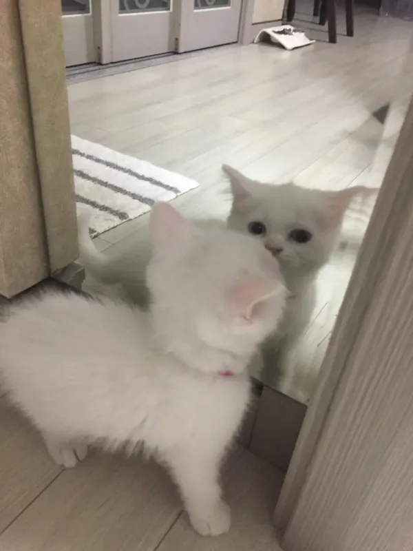 생일에 태어나 생일에 떠난 쿙이