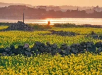 제주도 벌써 유채꽃 피기 시작함