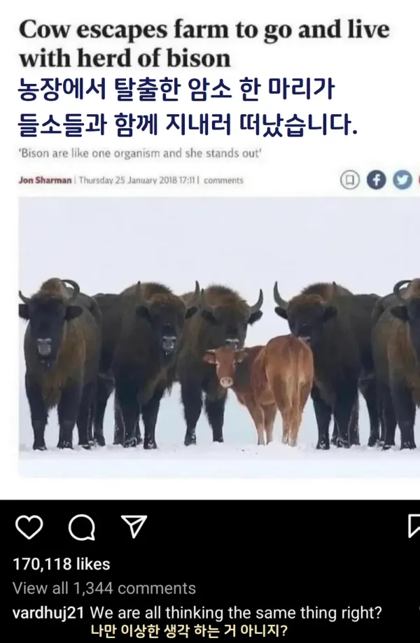농장에서 탈출한 암소