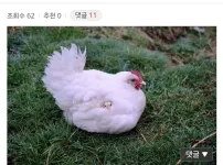 평생 치킨 못 먹게되는 짤